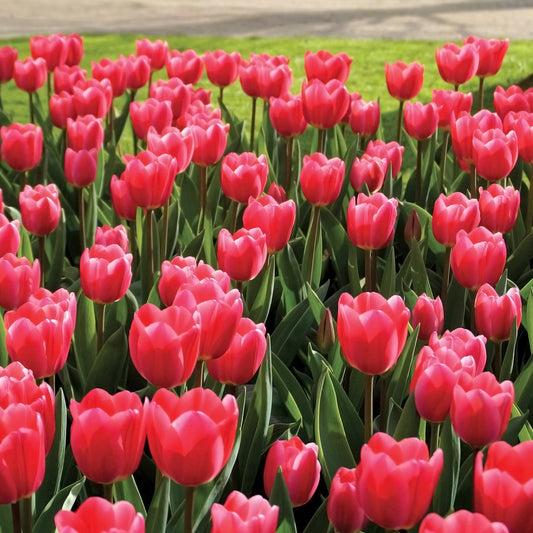 'Rosy Delight' Tulip Bulbs