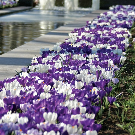 Crocus 'Purple Fiction' Bulbs