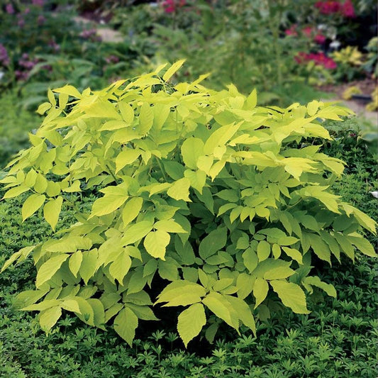 Aralia 'Sun King'