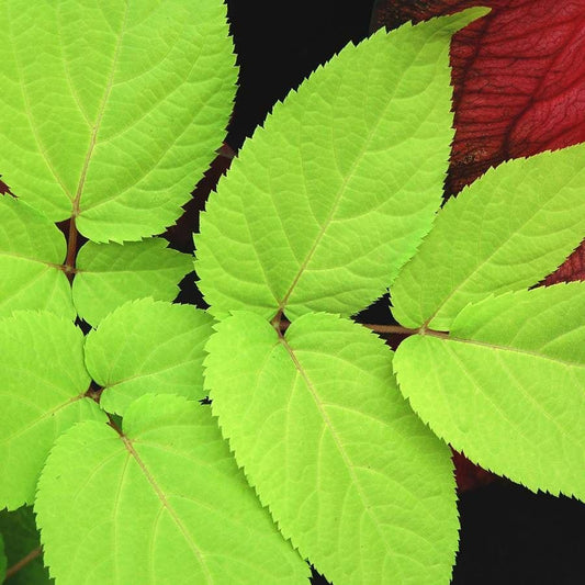 Aralia 'Sun King'