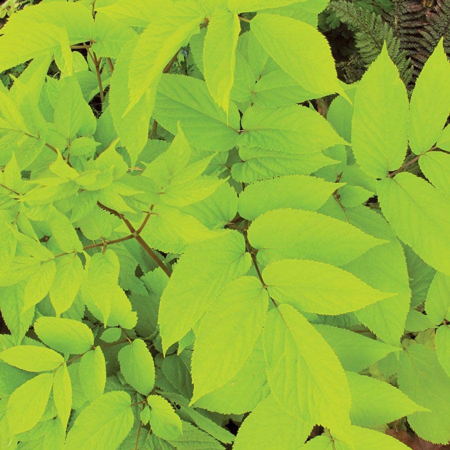 Aralia 'Sun King'