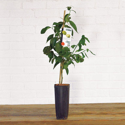 Citrus 'Bearss' Lime Tree