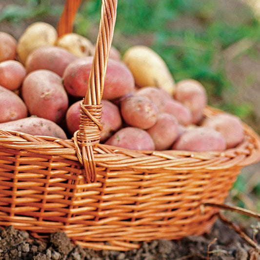 Sangre Potato - 2 Pound Bag