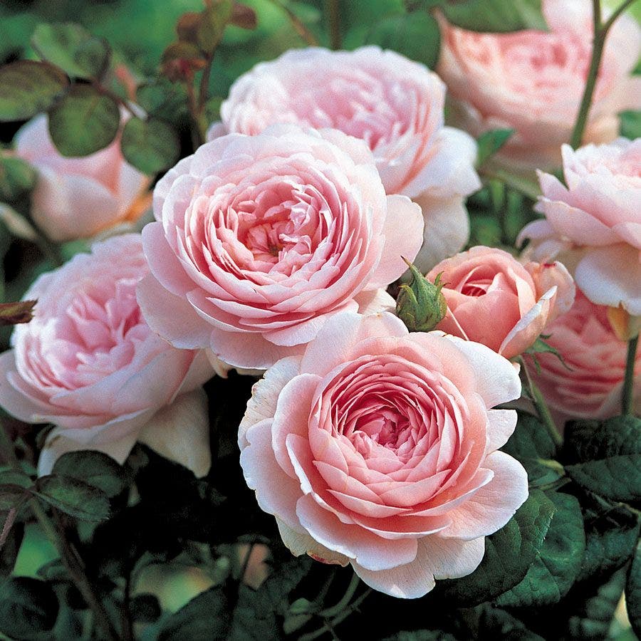 Rosa Queen of Sweden™