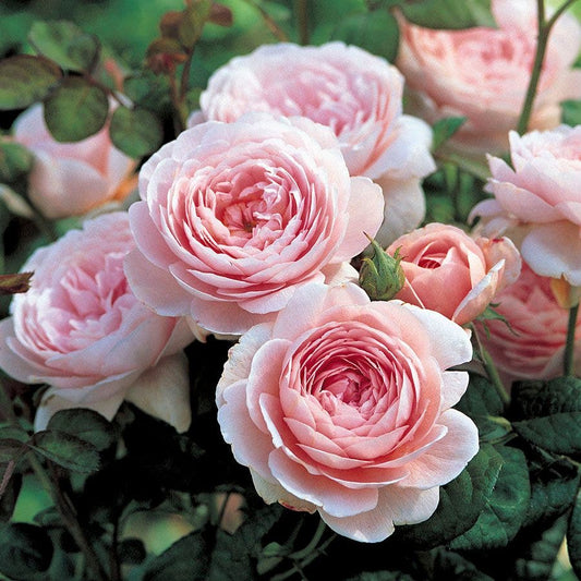 Rosa Queen of Sweden™