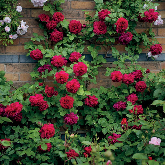 Rosa Tess of the d'Urbervilles®