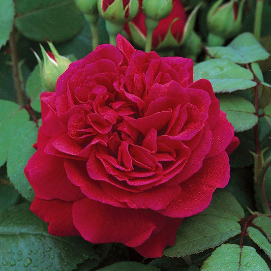 Rosa Tess of the d'Urbervilles®
