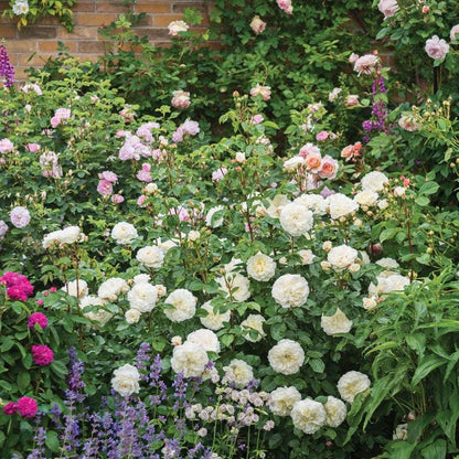 Rose Tranquillity™