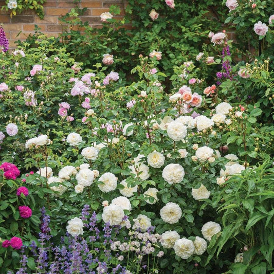 Rose Tranquillity™