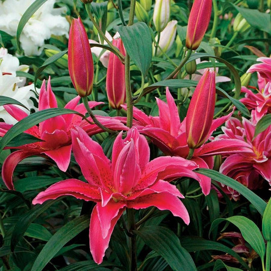 Lilium Roselily Elena® Bulb