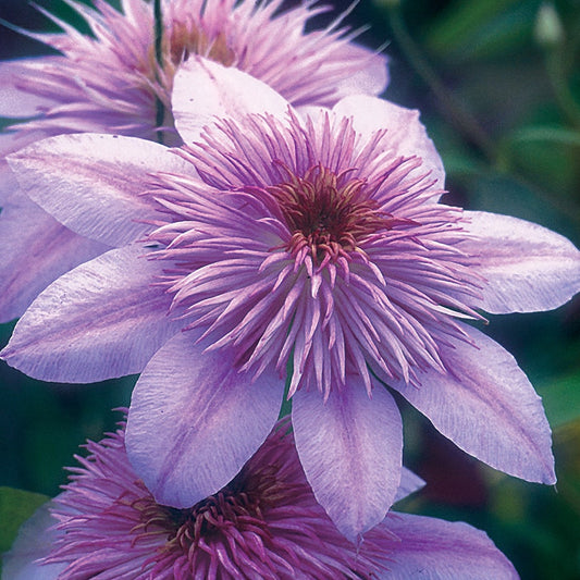Clematis Empress™