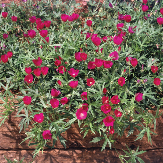Callirhoe involucrata
