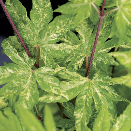 Acer 'Kumo Moi Nishiki'