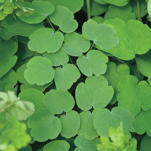 Thalictrum rochebrunianum
