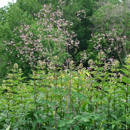 Thalictrum rochebrunianum