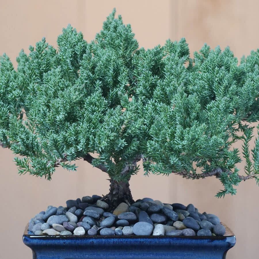 Juniper Bonsai Tree