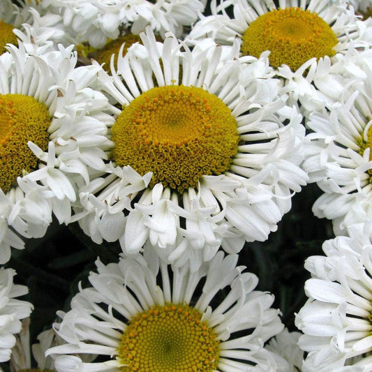 Leucanthemum REALFLOR® 'Real Neat'