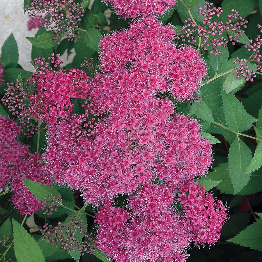 Spiraea Double Play® Red