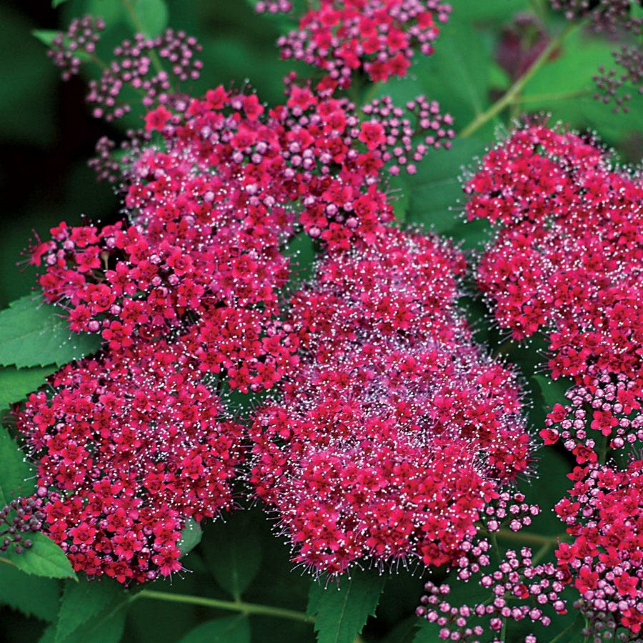 Spiraea Double Play® Red