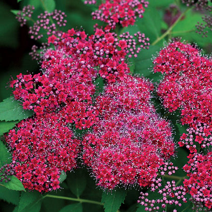Spiraea Double Play® Red