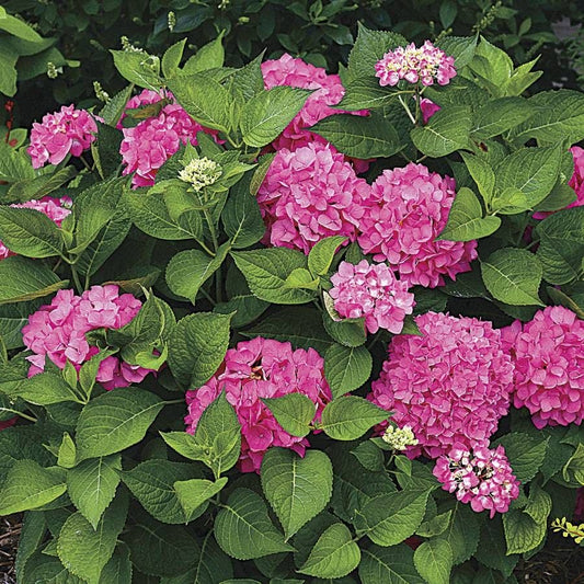 Let's Dance® Rave Hydrangea