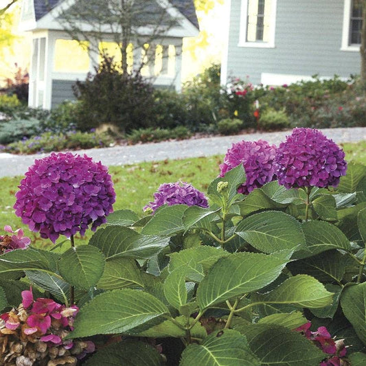 Let's Dance® Rave Hydrangea