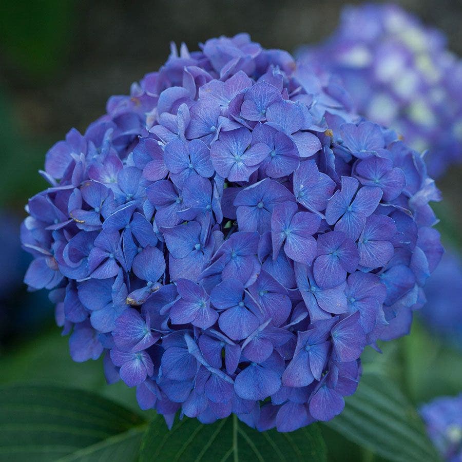 Let's Dance® Rave Hydrangea