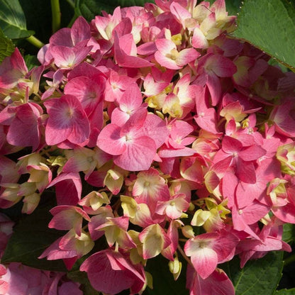 Let's Dance® Rave Hydrangea