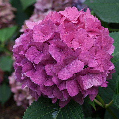 Let's Dance® Rave Hydrangea