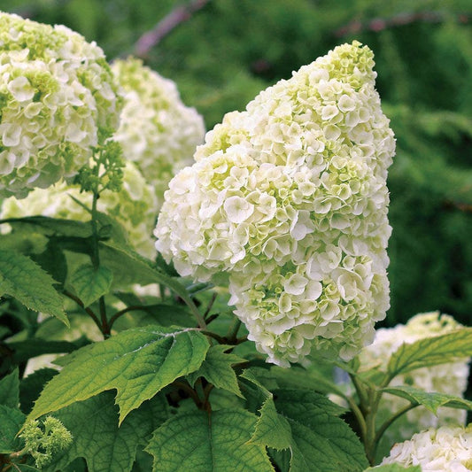 Hydrangea Gatsby Moon® Oakleaf Hydrangea