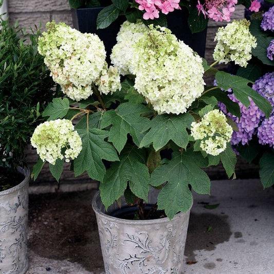 Hydrangea Gatsby Moon® Oakleaf Hydrangea