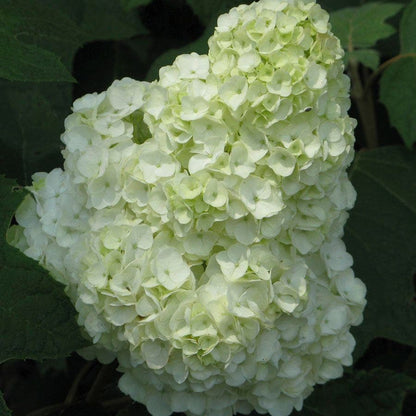 Hydrangea Gatsby Moon® Oakleaf Hydrangea