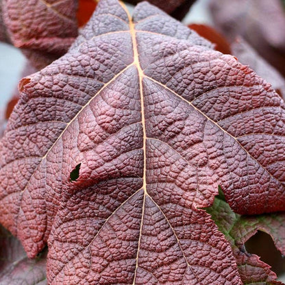 Hydrangea Gatsby Moon® Oakleaf Hydrangea
