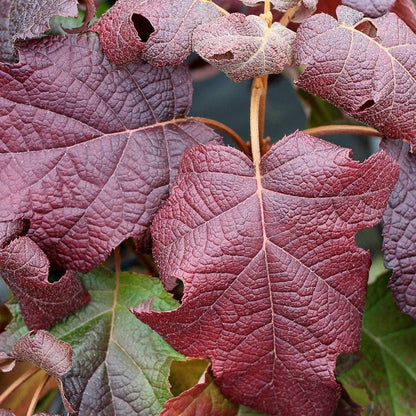 Hydrangea Gatsby Moon® Oakleaf Hydrangea