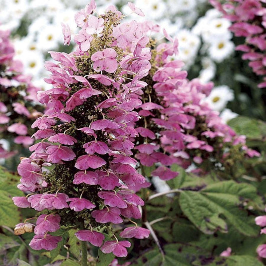 Hydrangea Gatsby Pink® Oakleaf Hydrangea