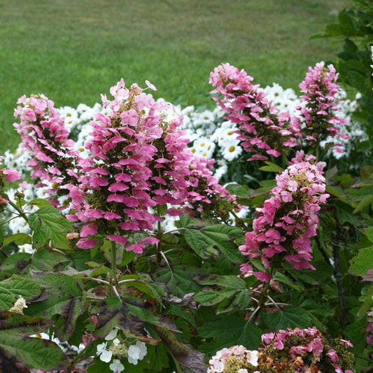 Hydrangea Gatsby Pink® Oakleaf Hydrangea