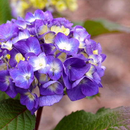 Endless Summer® BloomStruck® Hydrangea