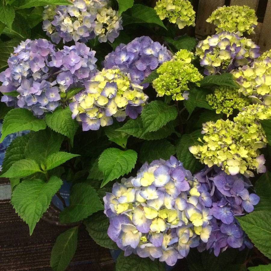 Endless Summer® BloomStruck® Hydrangea