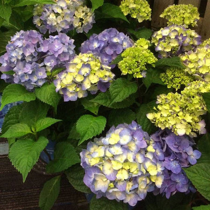 Endless Summer® BloomStruck® Hydrangea