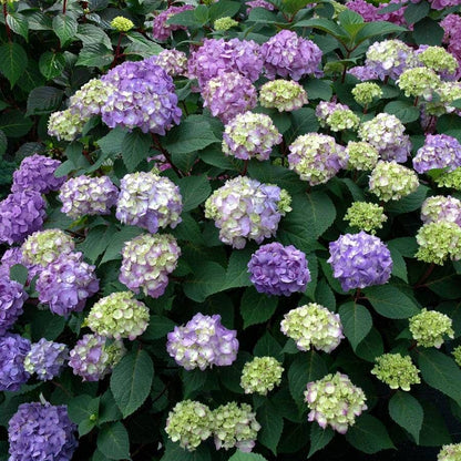 Endless Summer® BloomStruck® Hydrangea