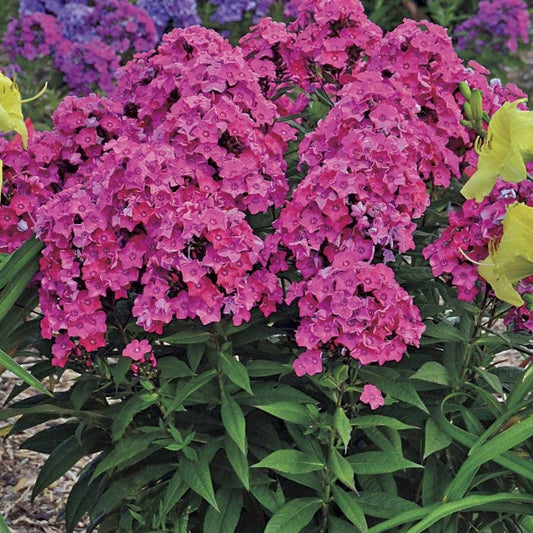 'Glamour Girl' Garden Phlox