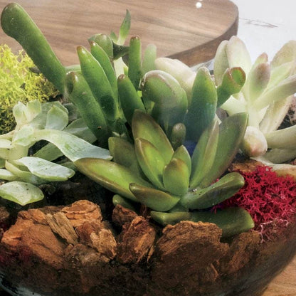 Succulent Terrarium Bowl