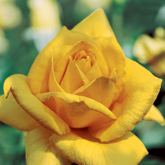 Rosa Oregold