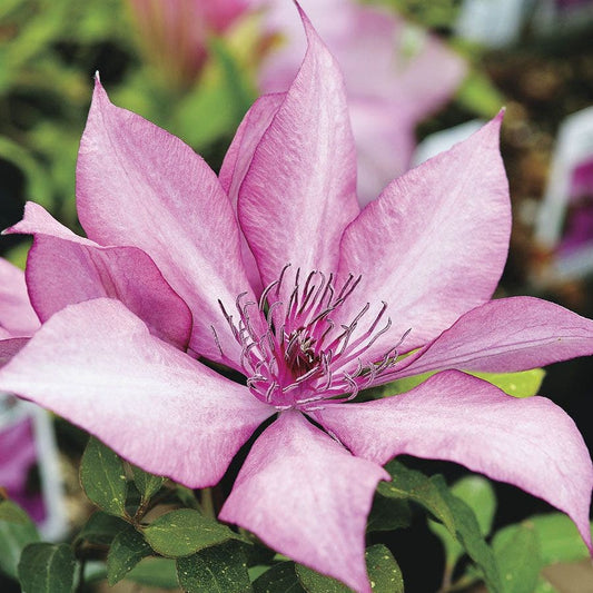 Clematis Giselle™