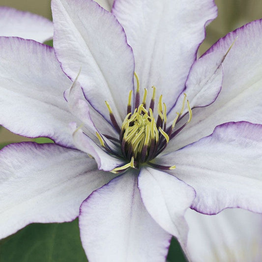 Boulevard® Samaritan Jo™ Clematis