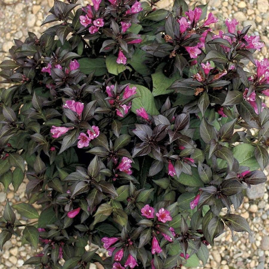 Weigela Minor Black