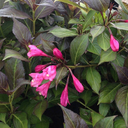 Weigela Minor Black