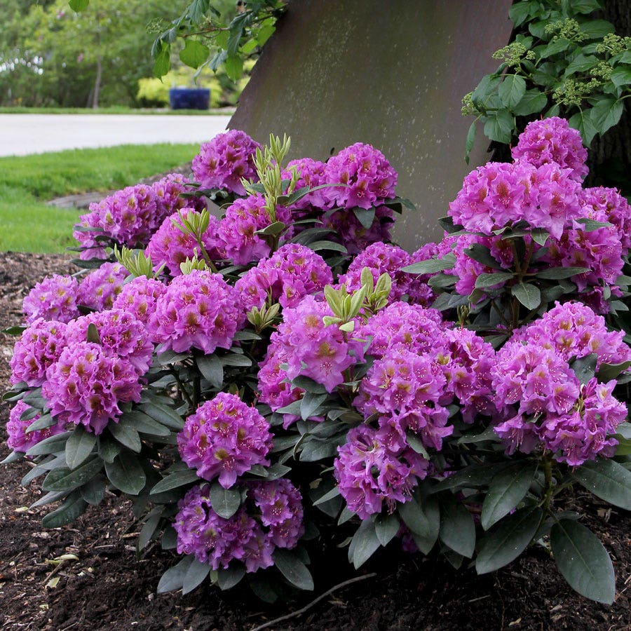 Rhododendron & Azalea Bushes for Sale (Full Sun-Part Shade) | Wayside ...