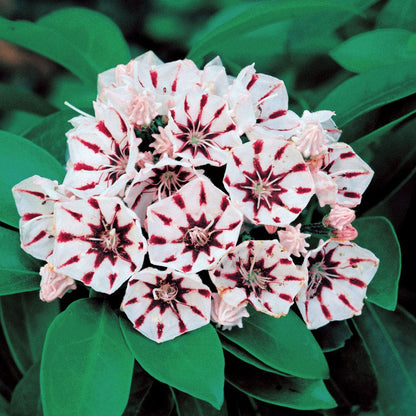 Kalmia latifolia 'Peppermint'