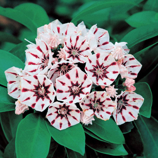 Kalmia latifolia 'Peppermint'